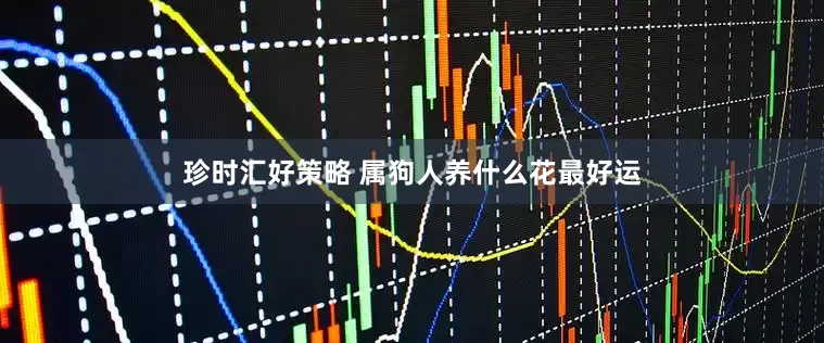 珍时汇好策略 属狗人养什么花最好运